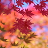 輪王寺の秋ー⑩