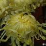 新宿御苑菊花壇展32