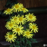 新宿御苑菊花壇展35