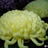 新宿御苑菊花壇展39