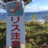 リスなら会いたい？