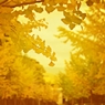 Yellow Magic Street