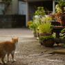 雨上がり