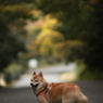 トンネルの向こうが紅葉です