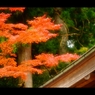 屋根と紅葉5