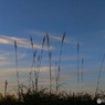 夕暮れ前　（ススキ　１）