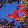 映える紅