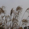 ごめん　雨になっちゃったね　（ススキ　４）