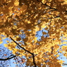 公園の秋 - 透過光 -