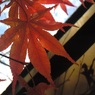 紅葉1 2015 HDC-303X