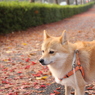 朝のお散歩　雨後の紅葉