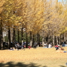 公園の秋 - 芝生広場 -