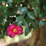 寒風に咲く‐山茶花1