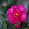 寒風に咲く‐山茶花2