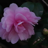 寒風に咲く‐山茶花3