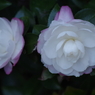 寒風に咲く‐山茶花5