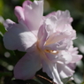 寒風に咲く‐山茶花6