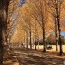 公園の秋 - 銀杏並木 -