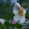 寒風に咲く-山茶花7