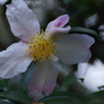 寒風に咲く-山茶花8