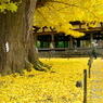 黄金の季節