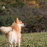 午後のお散歩 平和公園へ