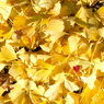 紅一点