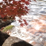 紅葉1 2017 S-M-C TAKUMAR 28mmF3.5 / E-P2