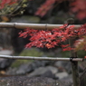 紅葉3 2017 Super-Takumar 55mmF1.8 / E-P2