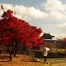 名所でお散歩 ～郡山城～