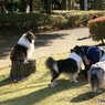 公園の秋 ‐ コリー ‐