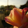 OLD LENS  バラ
