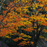 紅葉探索・２