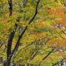 紅葉探索・３