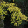 紅葉探索・４