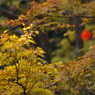 紅葉探索・５