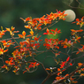 紅葉探索・６