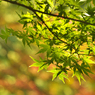 紅葉探索・７