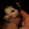sweet eyes