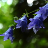 通り雨と花