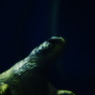 水族館