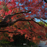 紅葉探索・８