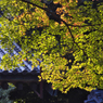紅葉探索・９