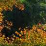 紅葉探索・１１