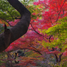 紅葉探索・１２