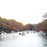 井の頭池周辺15
