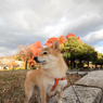 平和公園の紅葉　広角レンズデビュー（笑）