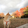 平和公園の紅葉　広角レンズデビュー（笑）　その2