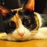 うちの猫