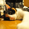 うちの猫